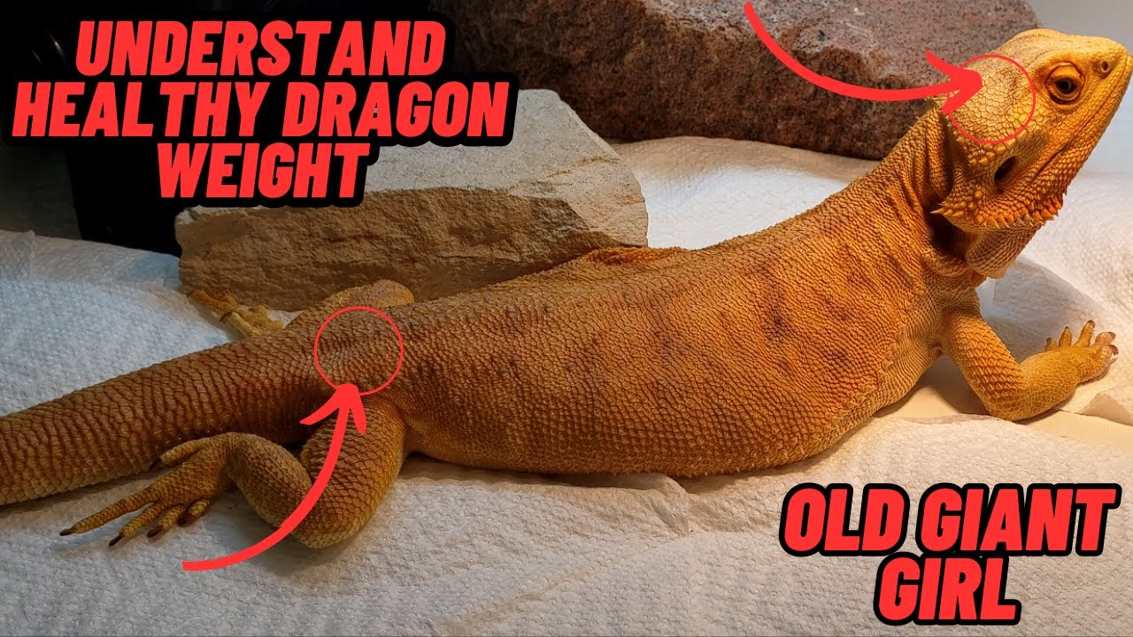UNDERSTAND HEALTHY BEARDED DRAGON WEIGHT | ONLINE WEBSITES LIE? - YouTube