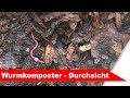 🌷 Wurmkiste 🌻- Durchsicht im Frühling - Kompostwürmer - Großstadtgärtnern