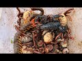 Hidden Creatures in a Dead Coconut Tree! 🌴#insects #viralvideo #subscribe #animalstory