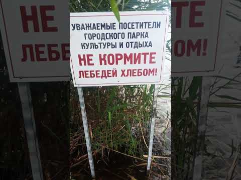 Лебедям есть хлеб нельзя, а людям?
