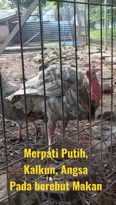 Merpati Putih, Angsa, Kalkun, Rusa