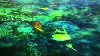 20101211花博天使生活館影片part3!!海底世界!!