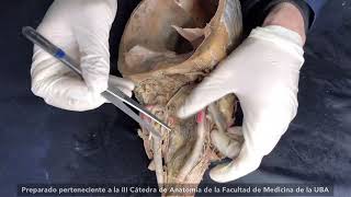 Mostración Cadavérica 2022 - Cara Y Cuello Parte 2