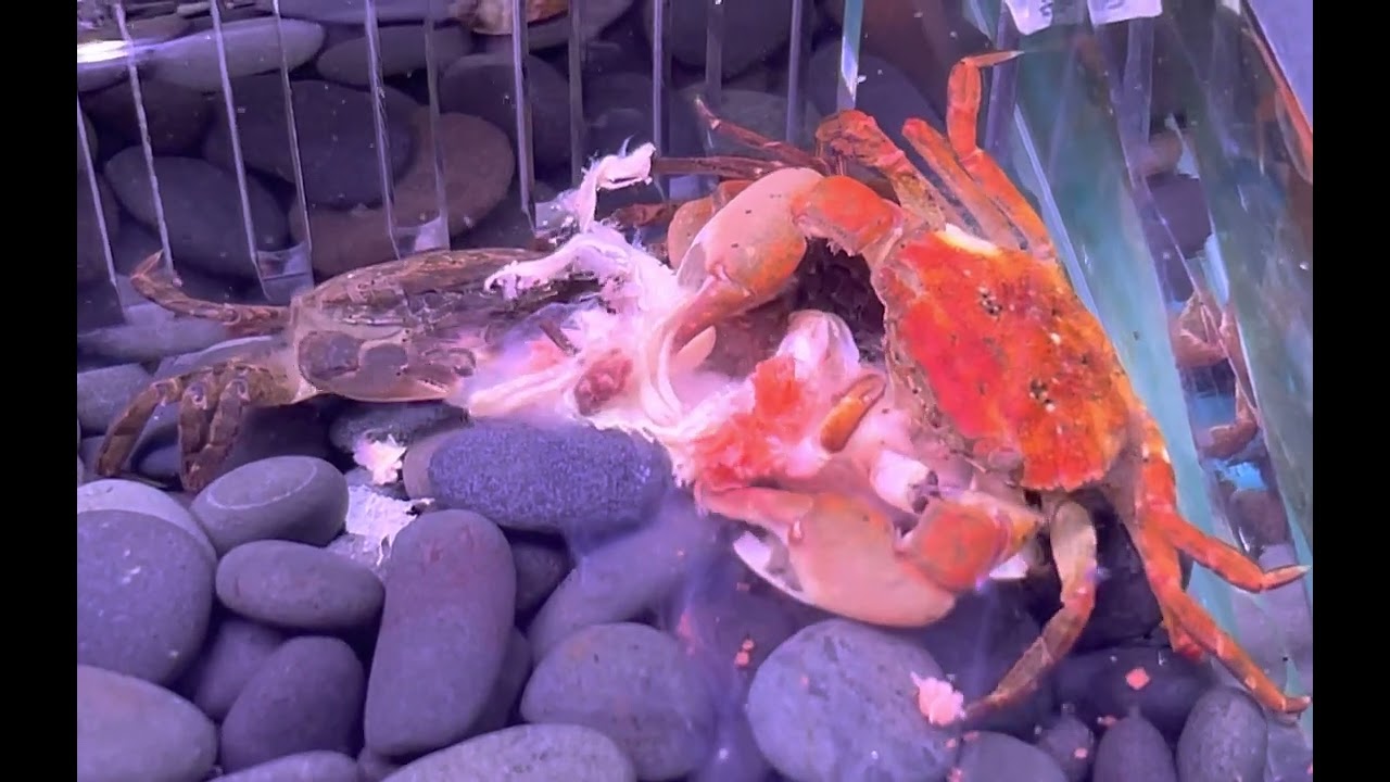 胡椒蟹開食 Hemigrapsus penicillatus