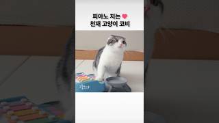 피아노 치는 천재 고양이 코비