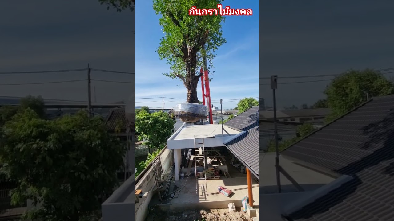 ไม้มงคล กันเกรา