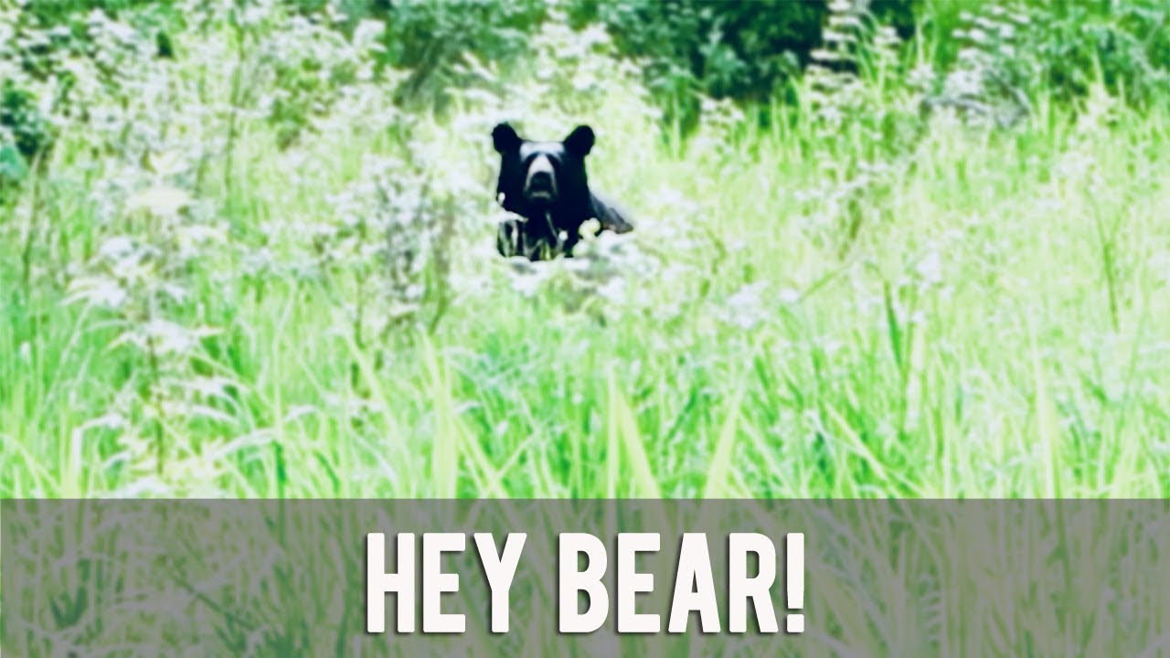 Friendly Bear Encounter in Alaska