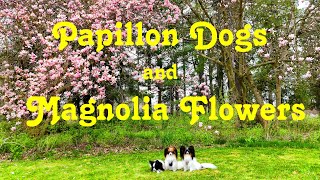 Papillon Dogs Play In Magnolia Flowers