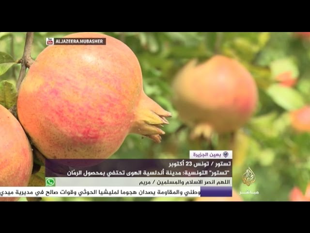 تستور التونسية الأندلسية الهوى تحتفي بمحصول الرمّان على طريقتها