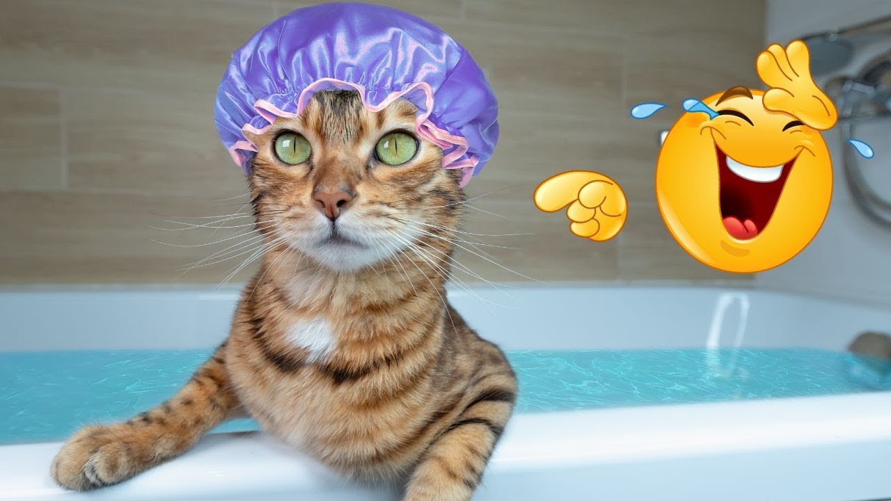Funniest Animals 2024 😂😂 | Best Cats and Dogs Videos 