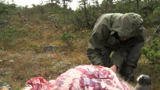 How to Quarter and Pack Game out of the Backcountry  Conservation Field Notes with Steven Rinella