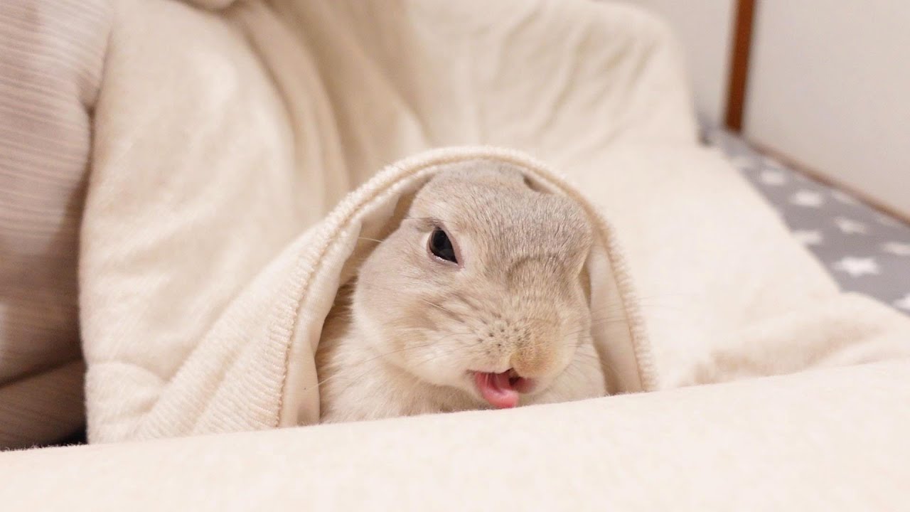 飼い主といっしょに寝るときにだけなぜか必ず行われる謎のルーティンに困惑しています うさぎのいる暮らし Youtube