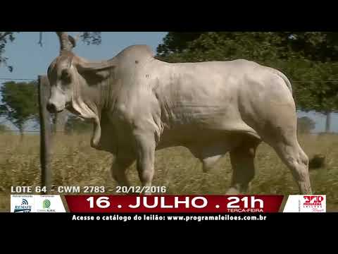 LOTE 064