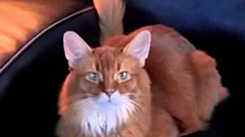 Video 10968651: somali cat