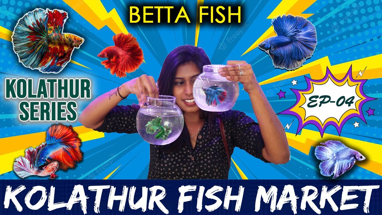 Kolathur Fish Market BETTA Fish Chennai Fish Market Pet Shop 