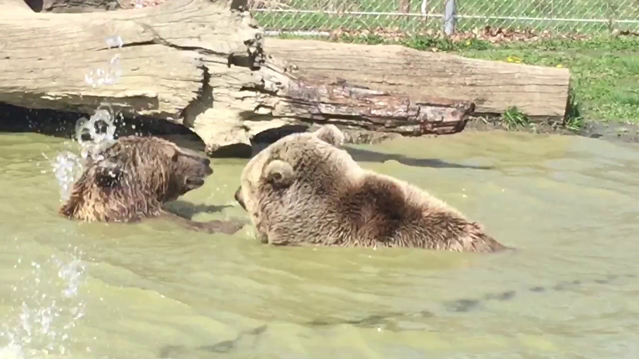 profit and loss statement The sister bears water battle