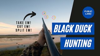 Duck Hunting 2021 | Nova Scotia Black Ducks (Public Land)
