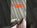 Милый 🐈⬛ #милоевидео #котики #безслов #cat #весёлыйкот #казахстан #успенка