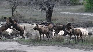 African Wild Dogs in Gorongosa NP, Mozambique