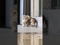 This Is Just Too Cute Here I Come Cutecat Meow Catlife Funnycat Petlover Fyp Shorts This Is Just Too Cute Here I Come Cutecat Meow Catlife Funnycat Petlover Fyp Shorts