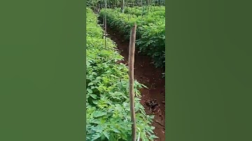 Kebun Rampai