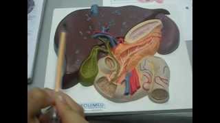 abdomen modelo hígado vesícula biliar, pancreas, duodeno