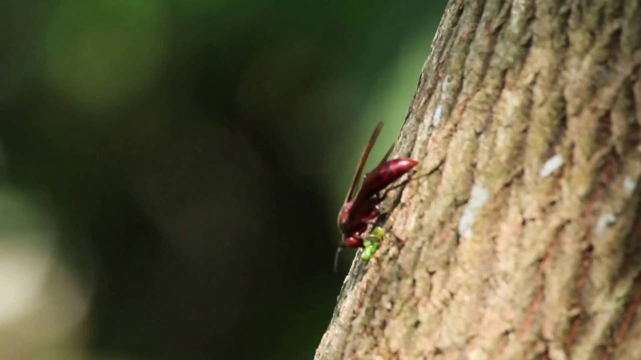Asian Death Wasp(Polistes Gigas 棕馬蜂) eats Caterpillar