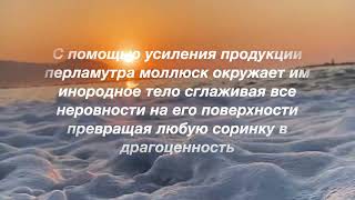 Из песчинки в жемчужину #shorts