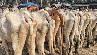 @১ লাখ ৫০ হাজার টাকা লটে ইন্ডিয়ান বলদ গরু কিনুন || বলদ গরুর দাম || চৌগাছা গরুর হাট