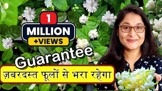 🔴7 TIPS TO GROW MOGRA PLANT, JASMINE PLANT/ HOW TO CARE MOGRA मोगरा #garden #jasmineplant #mogra screenshot 5