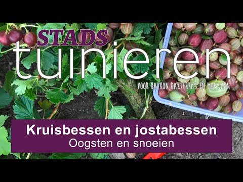 Video: Hoe Kruisbessen Op De Juiste Manier Te Bewaren?