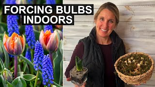 How to Force Beautiful Spring Bulbs Indoors: Tips & Tricks 🌷👩‍🌾