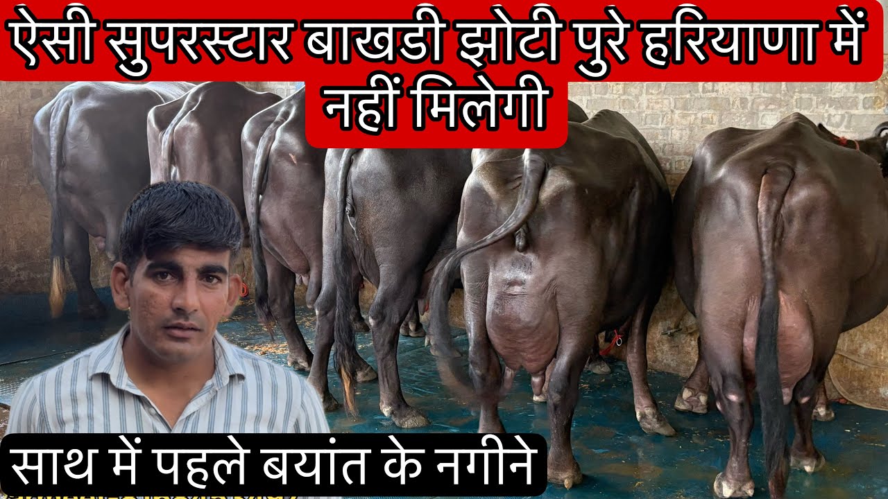 ऐसी भाखडी झोटी और पहले बयांत के नगीने पुरे हरियाणा में नही मिलेगें। Parmeet Lather 📞 816-8453497 