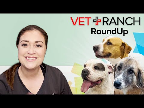 Another Croptastic Episode on Vet Ranch RoundUp! - Another Croptastic Episode on Vet Ranch RoundUp!