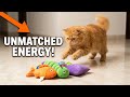 This Cat's Energy Level is UNMATCHED