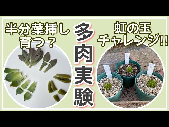 多肉植物　ホワイトワンダー ＋ 虹の玉 　 カット 葉挿し 多肉実験】虹の玉チャレンジ!!と半分葉挿しは育つのか？ - YouTube