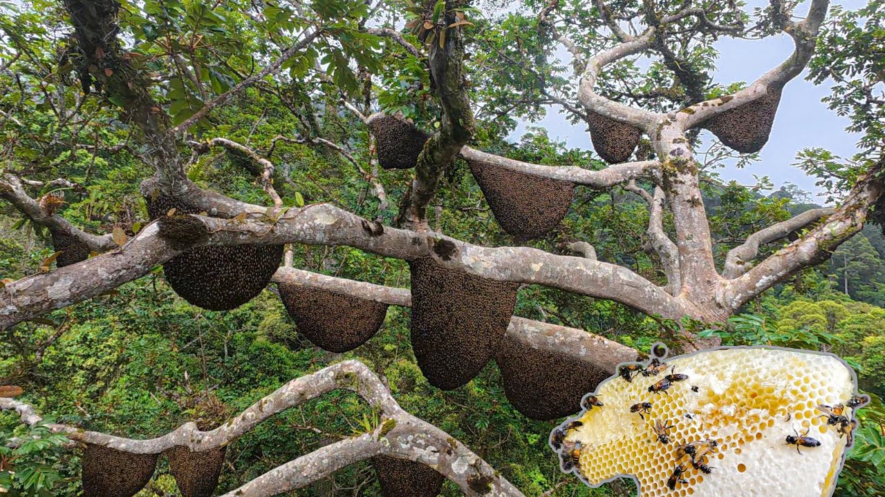 ADVENTURE OF HARVESTING 200KG OF FOREST HONEY BEES YouTube adventure-of-harvesting-200kg-of-forest-honey-bees-youtube