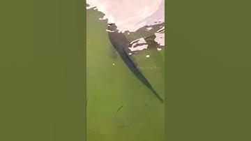 Cá Lớn - Cá Lóc mini siêu cute 🤣 #khacthuyvlogg