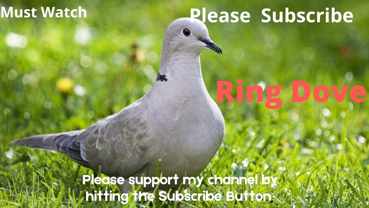 Ring Dove sound Ring Dove Calling Dove sounds ring neck dove