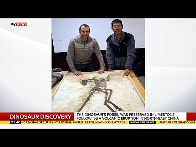 New Dinosaur Discovered - With Feathers And Wings