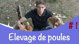 Elevage de poules # 1│ Présentation de mon élevage