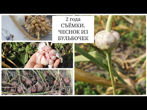 Видео: Горшечные растения чеснока - Как вырастить чеснок в контейнере