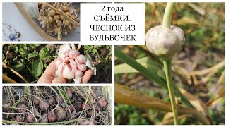 видео: 2 ГОДА ИЗ БУЛЬБОЧЕК ДО ПОЛНОЦЕННОГО ЧЕСНОКА. Как вырастить чеснок из бульбочек. //Валентина Земскова картинка: 2 ГОДА ИЗ БУЛЬБОЧЕК ДО ПОЛНОЦЕННОГО ЧЕСНОКА. Как вырастить чеснок из бульбочек. //Валентина Земскова