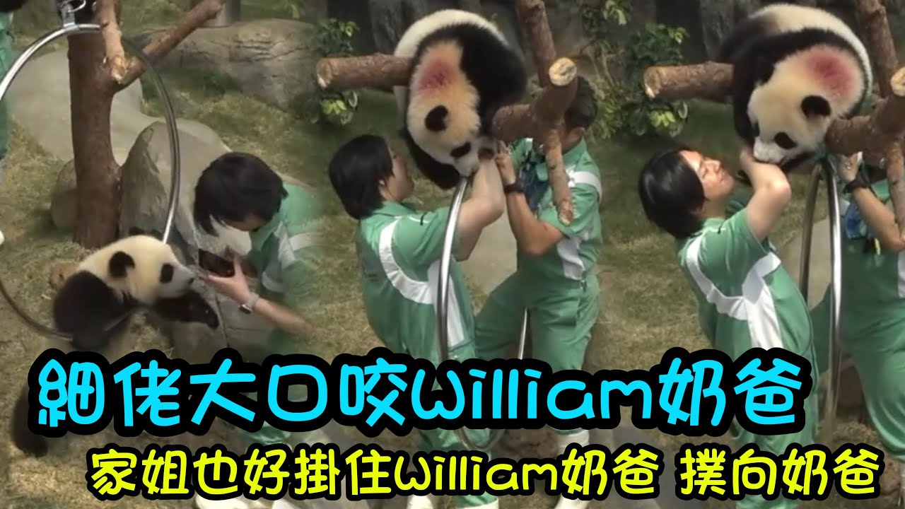 5月15日 奶爸們給家姐細佬掛玩具，家姐撲向William奶爸 ，細佬輕咬William奶爸的手臂#香港大熊貓 #大熊貓家姐細佬 #panda #熊貓日常 #cutepanda