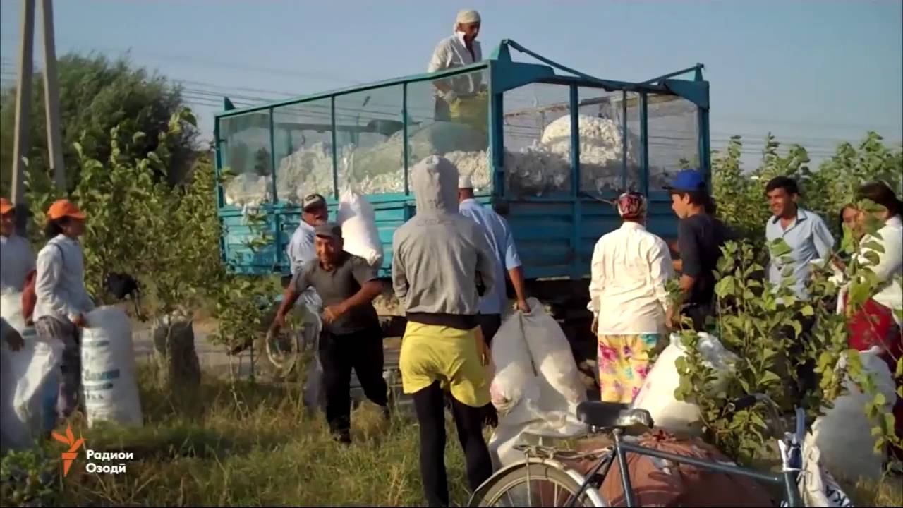 Погода г яван. Таджикистан Кайнар. Таджикистан яванский район. Яванского район урта Кайнар. Яванский район Таджикистан Совхоз 2.