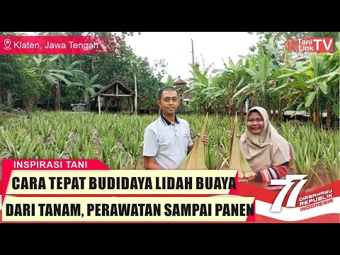 Video: Lidah buaya: reproduksi di rumah, fitur perawatan dan budidaya