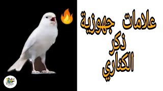 علامات جهوزية ذكر الكناري للتزاوج والإنتاج