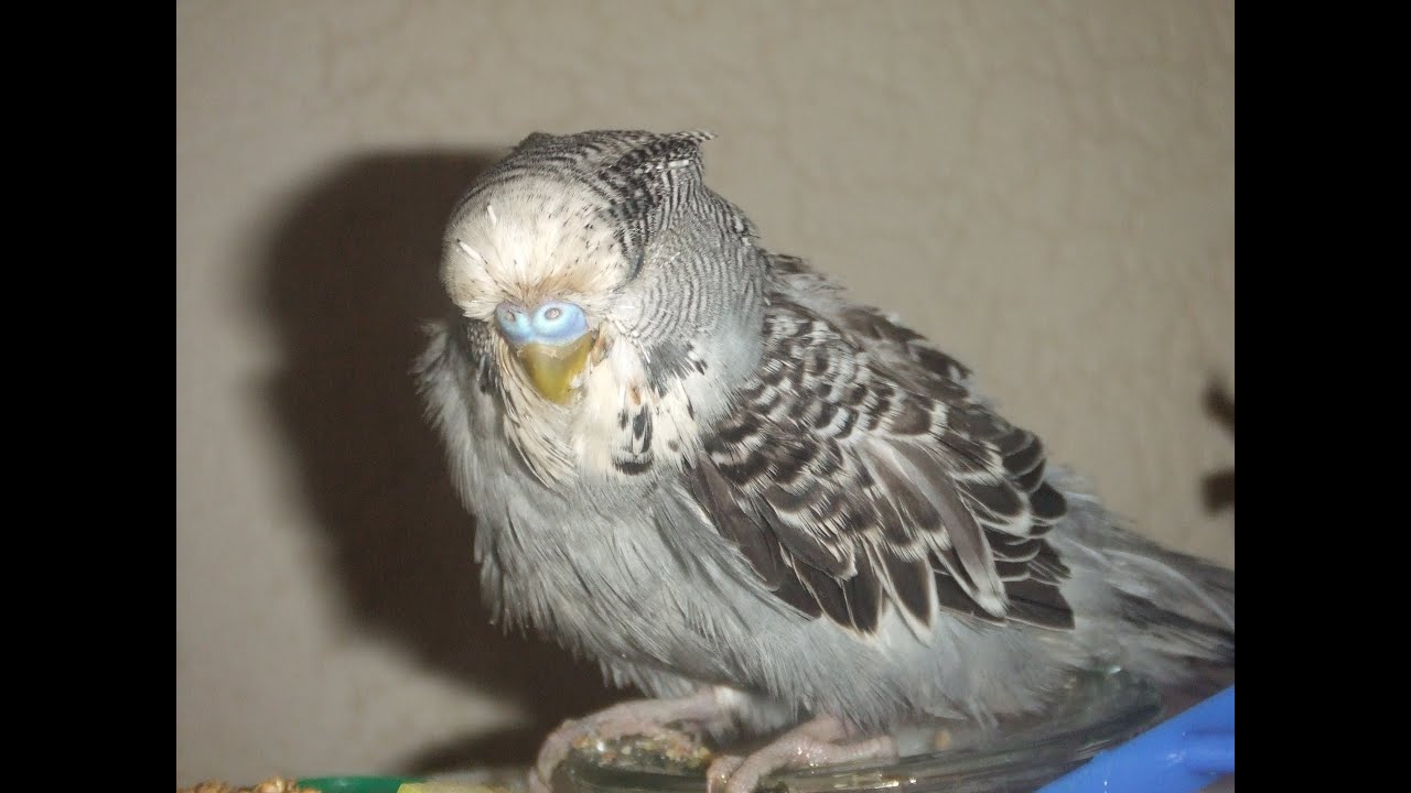 Tatters, the desperately sick budgie..Happy update! YouTube