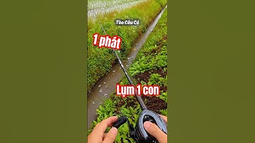 Câu lure dễ thấy bà, quăng là lụm #teocauca #fishinglures