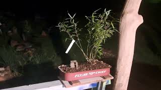 Nu Sunset Glow Clumping Bamboo Bonzi - Rammm Rammm Rammm...